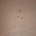 Erinnerungskiste Holz B Ware